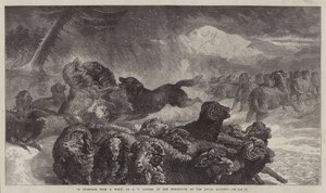 Een stormloop van een wolf